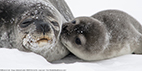 Weddell seal puppies