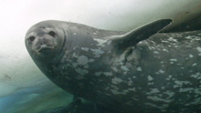 weddell seal film festival official entry